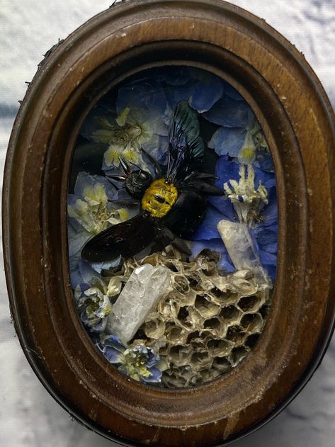 Taxidermy Frame, Bee Taxidermy, Dark Academia Diy, Taxidermy Diy, Shadowbox Display, Terrarium Display, Entomology Art, Insect Taxidermy, Goblincore Aesthetic