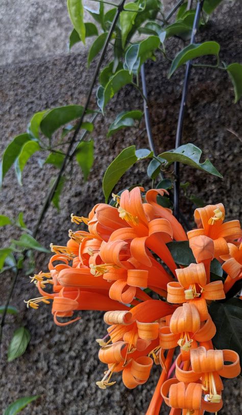 Flame Vine (Pyrostegia venusta) Flame Vine, Nice Good Morning Images, Garden Crafts Diy, Plant Identification, Beautiful Flowers Garden, Garden Crafts, Tropical Garden, Exotic Flowers, Good Morning Images