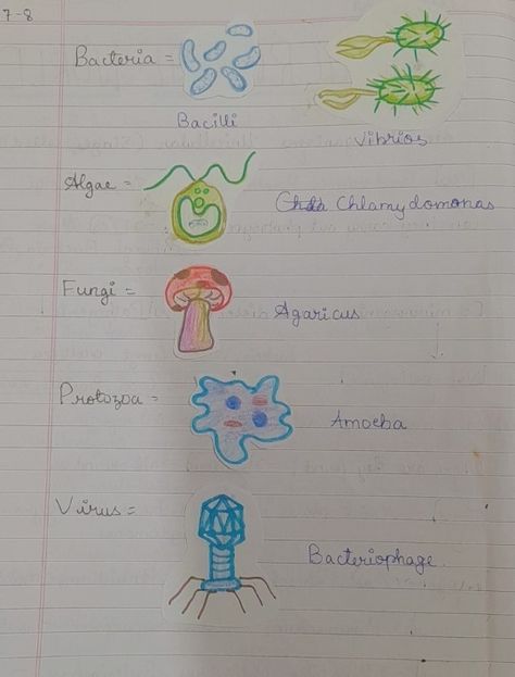 Bacteria, Algae, miceoorganisms diagram Fungi Diagram, Microorganisms Project, Microorganisms Art, Bacteria Diagram, Science Notes, Fashion Design Patterns, Class 8, New Photo Download, Grade 8