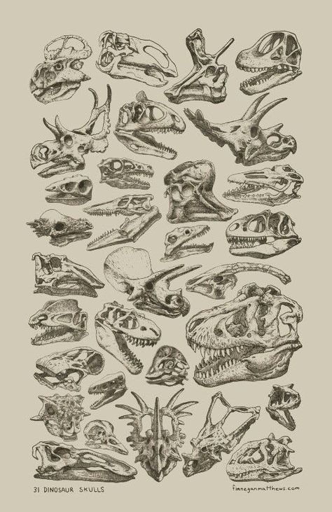 Scientific Drawing, Skulls And Bones, Dinosaur Tattoos, Paleo Art, Symbol Tattoos, Dinosaur Art, Prehistoric Creatures, Scientific Illustration, Wallpaper Vintage