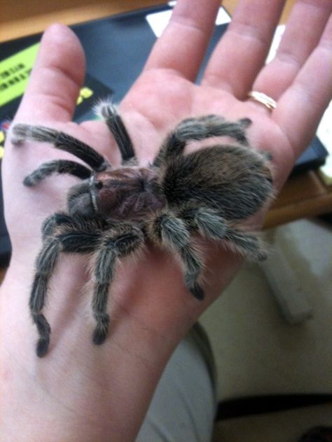 this is the kind of pet tarantula i used to have. a Chilian Rose Hair. R.I.P Cortana Tarantula Types, Tarantula Pet Aesthetic, Tarantula Pet, Coquette Tarantula, Pink Toed Tarantula, Spider Man Comics, Pet Tarantula, Mexican Redknee Tarantula, Spider Man Ps4