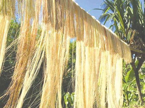 Philippine abaca production in the first two months of the year declined by 13.7 percent to 8,693.38 metric… Abaca Products, Davao Region, Northern Mindanao, Hanging Bridge, Western Visayas, Philippine News, Leyte, World Economic Forum, Local Government