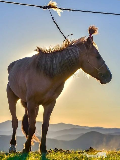 Mongolian Horse Art, Horse Mongolia, Mongolian Horses, Mongolian Horse, Horse Poses, Horse Reference, Horse Oil Painting, Faster Horses, Cute Horse Pictures