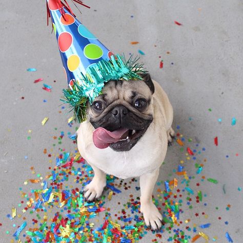 "Thanks for all the heartfelt Birthday wishes on my Facebook wall AKA do I know you?" -Doug  Today is Doug the Pug's Birthday! #HappyBirthdayDougThePug Birthday Pug, Dog Portrait Photography, Heartfelt Birthday Wishes, Doug The Pug, Dog Photoshoot, Dog Birthday Party, A Pug, Dog Years, The Pug