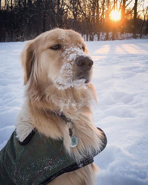 Autumn 🍁🇨🇦 on Instagram: “Once a snow queen, always a snow queen! 👑 #snow #sunrise - We got a bunch more snow and loving it! If you have Winter right now so you…” Snow Sunrise, Dogs In Snow, Pug Party, Dog In Snow, Dog Snow, Snow Dog, Dog Thoughts, Golden Puppy, Dog Lady