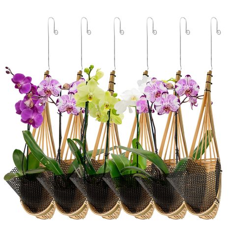 PRICES MAY VARY. 【Thai Bamboo Woven Plant Hanger】The unique orchid hanging basket is suitable for growing hanging plants such as orchids, succulents, vines, flora, cuttings and other small plants. Hanging flower basket design can save you indoor and outdoor space, and also decorate a warm home or garden. 【Traditional Hand-woven】Orchid basket with hanger is traditionally hand-woven, 100% Thai bamboo woven, not afraid of the sun and rain after natural air drying, natural primary colors, does not u Hanging Orchid, Orchid Roots, Orchid Planters, Hanging Flower Baskets, Orchid Pot, Basket Planters, Bamboo Weaving, Outdoor Flowers, Plant Hangers