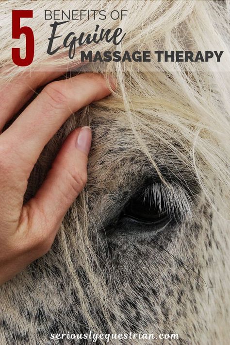 Equine Massage Therapy, Horse Massage, Equine Massage, Manual Therapy, Horse Care Tips, Equine Therapy, Horse Info, Horse Anatomy, Horse Therapy