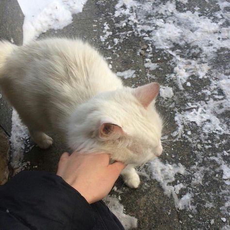 #aesthetic #cat #winter #white Winter Cat, Owning A Cat, Pets 3, Cat Aesthetic, Winter Aesthetic, Soft Grunge, Silly Cats, Pretty Cats, الرسومات اللطيفة