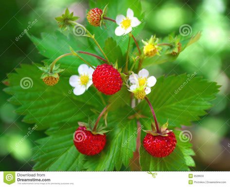 Alpine Strawberry, Everbearing Strawberries, Alpine Strawberries, Edible Gardens, Strawberry Seed, Strawberry Flower, Wild Strawberry, Growing Strawberries, Strawberry Plants