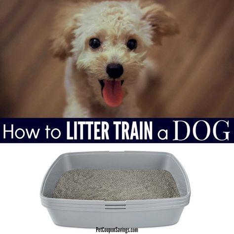 Did you know you can litter train a dog? Pet owners who have puppies, senior dogs or live in the city might find it beneficial to use a litter box for their dog. Check out these great tips and resources for how to litter train your dog, too! #howtolittertrainadog #dogs #dogtrainingtips Dog Training Quotes, Homemade Flea Shampoo, Dog Litter Box, Train A Dog, Training Quotes, Dog Minding, Free Puppies, Easiest Dogs To Train, Dog Brain