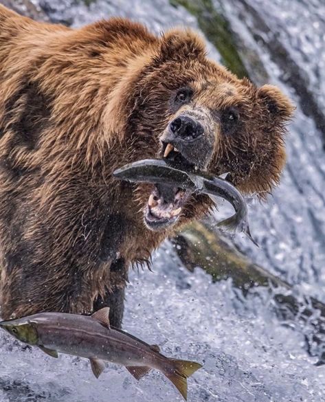 Bear Catching Salmon, Bear Fishing, Bear Artwork, Katmai National Park, Bear Tattoos, Animal Study, Bear Photos, Bear Pictures, Catching Fish