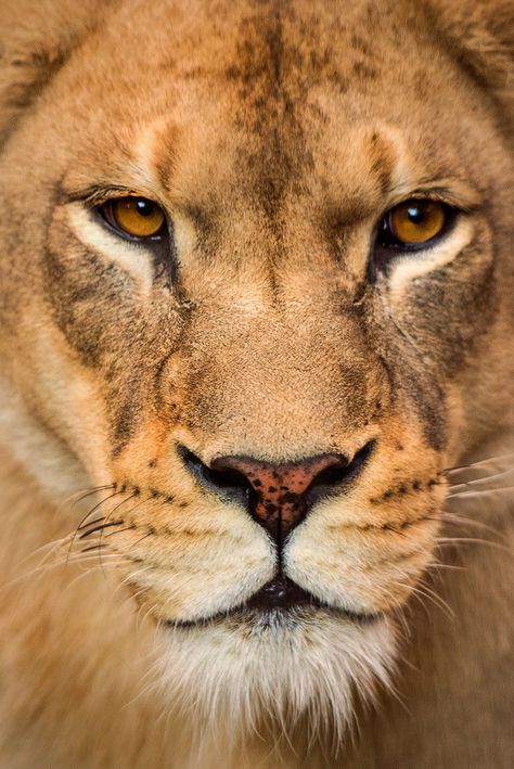 standavis:  “Female Lion Stare 3-0 F LR 9-16-17 J619 by sunspotimages http://ift.tt/2fskvnc  ” Lioness Wallpapers, Female Lion, Wild Animals Photography, Panthera Leo, Lion Photography, Lion Tattoo Design, Lion King Art, Lion Images, Lion Pictures