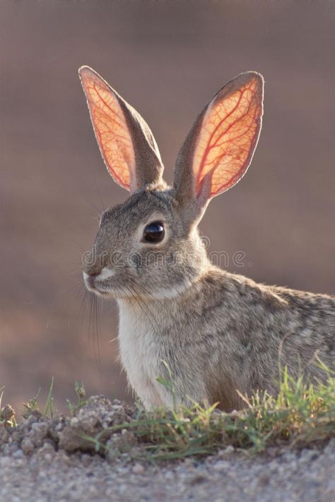 Cottontail Rabbit. An alert cottontail rabbit backlit by the sunset , #Aff, #alert, #Rabbit, #Cottontail, #cottontail, #sunset #ad Rabbit Photography, Hare Animal, Cottontail Rabbit, Art Craft Ideas, Rabbit Artwork, Rabbit Life, Bunny Stuff, Rabbit Pictures, Rabbit Drawing