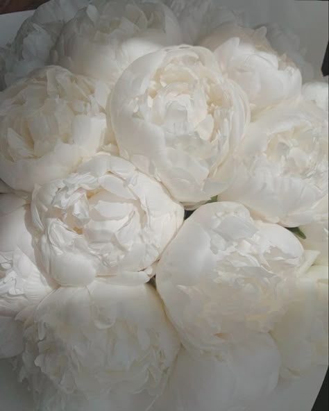 Boquette Flowers, Nothing But Flowers, Flower Therapy, Peonies Bouquet, White Peonies, Love Flowers, My Flower, Poets, Pretty Flowers