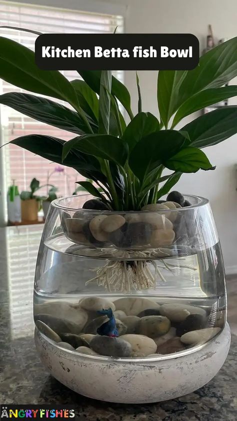 Creative and Unique Betta Fish Bowl Ideas 2024 - AngryFishes Diy Fish Bowl Ideas, Tall Fish Tank Ideas, Vase Fish Tank Ideas, Betta Fish Tank Ideas Plants, Beta Fish Ideas, Betta Fish Tank Ideas Bowls, Betta Fish Plants, Fish Planter Ideas, Diy Beta Fish Tank Ideas