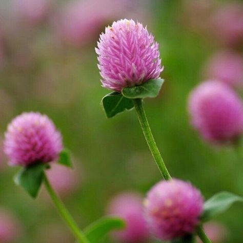 Pink Gomphrena, Gomphrena Globosa, Pretty Flowers Pictures, Globe Amaranth, Red Clover, Fragrant Plant, 강아지 그림, Clover Flower, Wallpaper Nature Flowers