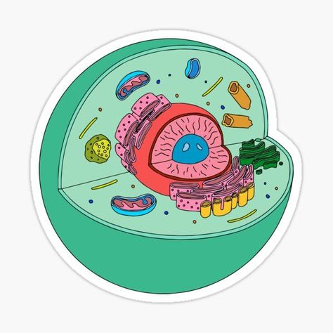 Animal cell illustration sticker Animal Cell Drawing, Cell Illustration, Cell Drawing, Pokemon Printables, Private Academy, Funny Laptop Stickers, Medical Stickers, Science Stickers, Biology Art