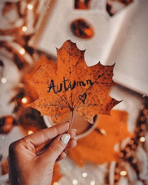 @forever.the.autumn.witch added a photo to their Instagram account: “All photos are from google/pinterest and facebook. I will credit when I know. #fall #autumn…” 1st Day Of Autumn, Fall Mood Board, Fun Fall Activities, Iphone Wallpaper Fall, Autumn Magic, September 1st, Iphone Backgrounds, Fall Spices, Paper Tree