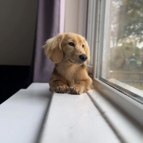 Long Haired Dachshund, Dachshund Puppies, Dachshund, Feline, Long Hair, Dog Cat, Blonde, Puppies, Long Hair Styles