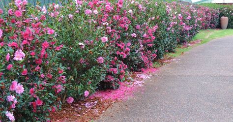 Sasanqua Camellias make a great hedge. They`re tougher and faster growing than their relatives, the slower growing, more formal,  Camellia ...PARADISE JESSICA AND PARADISE CAROLINE 10 feet and 6.5 feet respectively Camelia Hedge, Camellia Hedge, Hedges Landscaping, Box Hedging, Side Garden, Outdoor Sculpture, Just Beautiful, All About Plants, English Garden