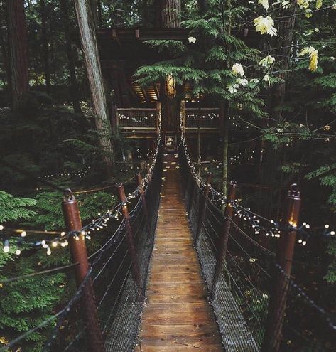 Suspension Bridge, Vancouver, Bridge, Forest, Travel