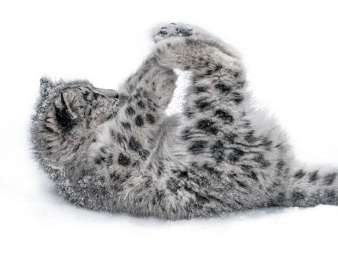 Snow Panther, Pretty Animals, Silly Animals, Cute Wild Animals, Snow Leopard, Leopards, Silly Cats, Cute Creatures, Exotic Pets