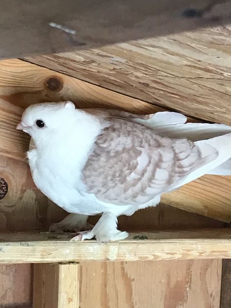 Classic Old Frill Pigeon, Old German Owl Pigeon, German Owl Pigeon, Satinette Pigeon, Pretty Pigeon, Owl Pigeon, Pet Pigeon, Cute Pigeon, Dove Flying