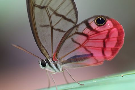 Project Noah - great way to bring Bible stories of creation and Noah to life; perfect for a unit on caring for God's creation Glasswing Butterfly, Regard Animal, Cool Insects, Beautiful Butterfly Photography, Butterfly Species, Butterfly Photos, Beautiful Bugs, Butterfly Pictures, Insect Art