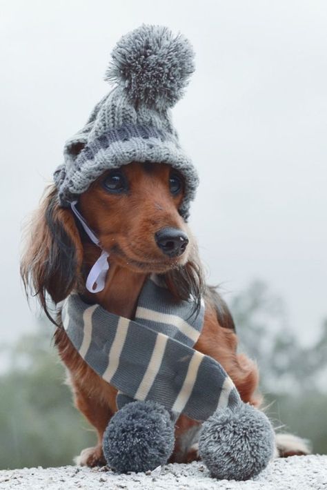 Haikou, Weenie Dogs, Dachshund Puppies, Dachshund Love, Winter Clothing, Dachshund Dog, Cute Funny Animals, Dog Pictures