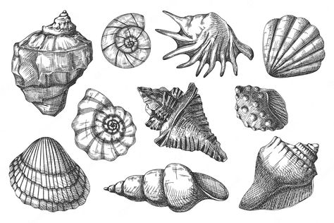 Premium Vector | Seashell sketch illustration Ocean Animal Illustration, Seashell Sketch, Seashell Drawing, Shell Drawing, Pencil Drawings For Beginners, Sea Tattoo, Painted Shells, Vector Sketch, Icon Collection