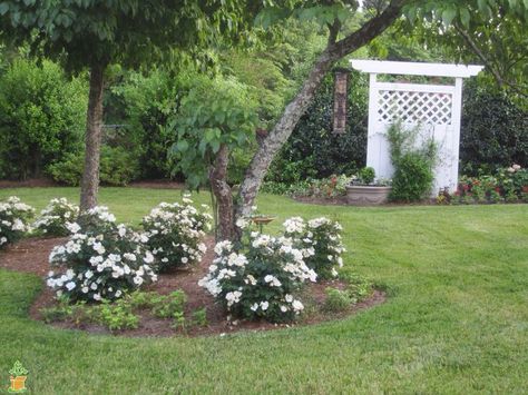 White Knockout Roses, Roses In Landscaping, Knockout Roses In Landscaping, Knockout Roses Care, Pruning Knockout Roses, Double Knockout Roses, Butterfly Bushes, Zone 8b, Drift Roses