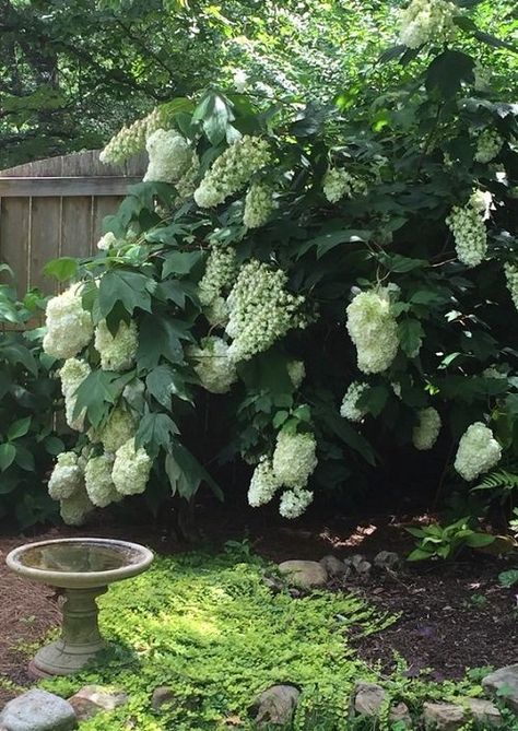 Oak Leaf Hydrangea Landscaping, Oakleaf Hydrangea Landscape, Alice Oakleaf Hydrangea, White Bushes, Oak Leaf Hydrangea, Propagating Hydrangeas, Hydrangea Tree, Pruning Hydrangeas, Secret Garden Ideas