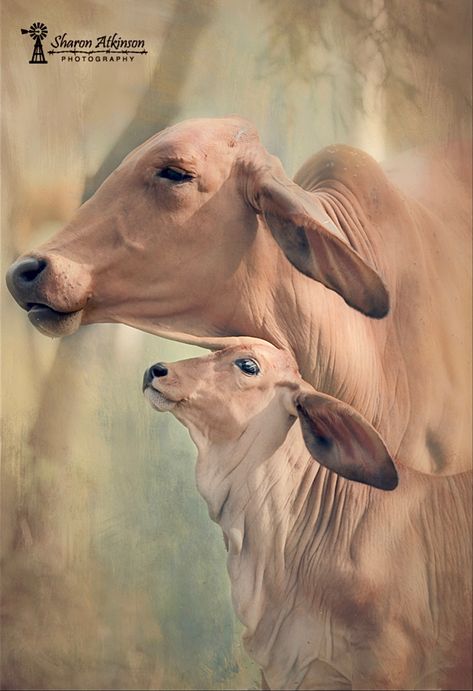 Krishna And Cow Wallpaper, Radha Krishna With Cow Wallpaper, Indian Cow, Cows Indian, Kamadenu Cow Images, Indian Cow Photo, Indian Traditional Paintings, Cow Art Print, Bull Painting