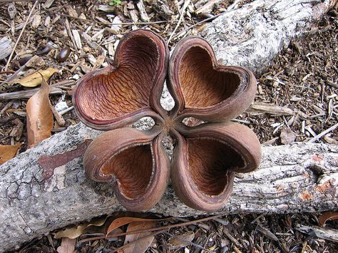 seed pod Heart Nature, Heart In Nature, 3 Hearts, Seed Pod, I Love Heart, Heart Images, Seed Pods, Happy Heart, Hearts Desire