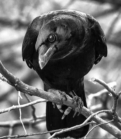 Crow Open Mouth, Raven Looking Down, Crow Holding Something, Crow Reference Photo, Crow Front View, Cawing Crow, Crow Core Aesthetic, Crow Profile, Crow Reference