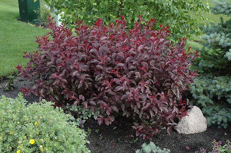 Click to view full-size photo of Purpleleaf Sandcherry (Prunus x cistena) at Gertens Purple Leaf Sand Cherry, Xeriscape Plants, Gardening Zones, Garden Shrubs, Flowering Shrubs, Landscaping Plants, Trees And Shrubs, Front Garden, Garden Center