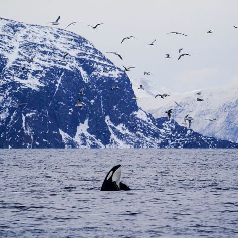 Silent Whale Watching - Tromsø, Norway - Fjord Tours Tromso Whale Watching, Norway Whales, Tromsø Norway, Whale Watching Cruise, Tromso Norway, Multi Level Deck, Norway Fjords, Electric Boat, Tromso