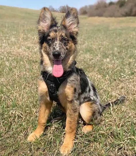 Aussie Mix Breeds, German Shepherd Cross Border Collie, German Shepard Husky Mixed, Australian Shepherd And German Shepherd, Australian German Shepherd, German Shepard Husky Mix, German Shepherd Mix Puppies, Wholesome Animals, Mutt Puppies