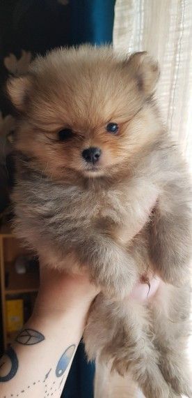 Pomeranian Puppies For Sale | Charlotte, NC Teddy Bear Pomeranian, Labrador Puppies For Sale, Sales Email, Pomeranian Puppies For Sale, Pomeranian Puppy For Sale, Teddy Bear Dog, Cute Pomeranian, Pomeranian Puppies, Rottweiler Puppies