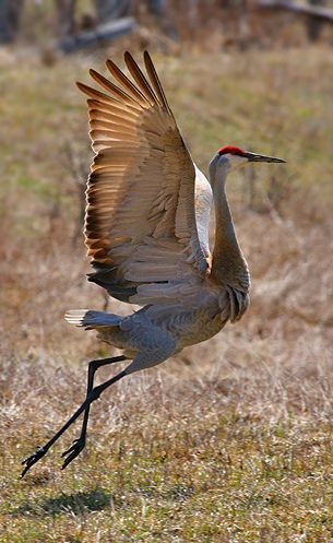 Sandhills Crane, Sarus Crane, Crane Dance, Sandhill Cranes, Sandhill Crane, Coastal Birds, Crane Bird, Bird Wings, Herons