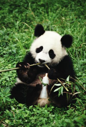 Panda Eating Bamboo, Panda Eating, Raccoon Family, Living In China, Sweet Ideas, New Relationship, Panda Love, Giant Panda, Baby Panda