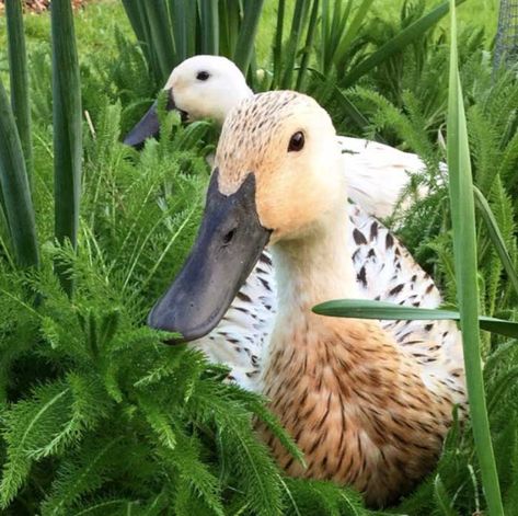 Flightless Ducks, Welsh Harlequin Duck, First Aid Kit Items, Harlequin Duck, Duck Houses, Duck Breeds, Backyard Ducks, Duck Coop, Raising Ducks