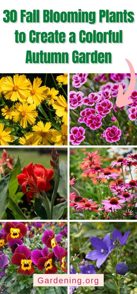 Best Flowers To Plant In Fall, Fall Garden Flowers Front Yards, Seeds For Fall Planting, Fall Flower Hanging Baskets, Fall Flowering Perennials, Fall Flowers To Plant In September, Perennials To Plant In The Fall, Fall Blooming Plants, Autumn Flower Garden