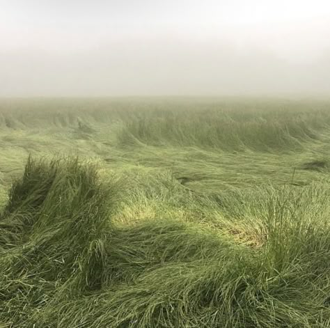 Foggy Day, Melodrama, Nature Aesthetic, The Grass, Pretty Places, Green Aesthetic, Mother Earth, Pretty Pictures, Mother Nature