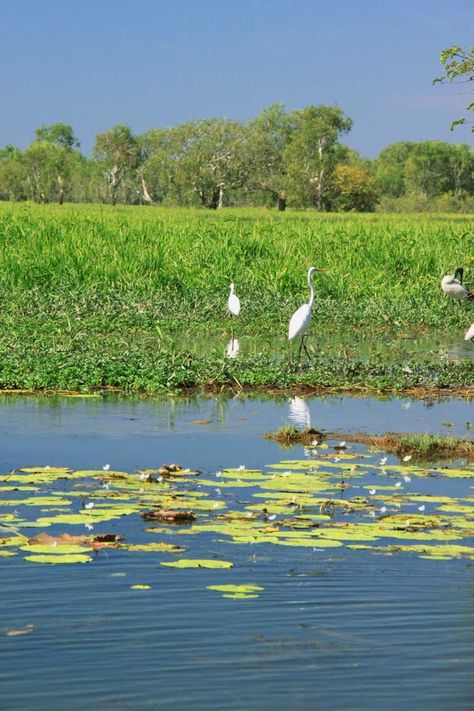 Kakadu, Darwin NT, Australia - Explore the World with Travel Nerd Nici, one Country at a Time. http://TravelNerdNici.com Darwin Nt, Australia Nature, Central Australia, Darwin Australia, Gibb River Road, Beautiful Australia, Australian Photography, Australian Travel, Kings Canyon