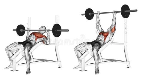 Exercising. Press of a bar, lying on an incline be vector illustration Gym Chest Workout, Chest Day Workout, Push Day Workout, Barbell Lifts, Push Workout, Latihan Dada, Orchard Garden, Weight Training Programs, Best Chest Workout