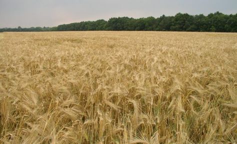 List of Ancient Wheat Varieties - Nerdy Millennial Sprouted Grains, Wheat Belly, Healthy Seeds, Roasted Chestnuts, Types Of Flour, Ancient Grains, Gluten Intolerance, Wheat Fields, Health Business