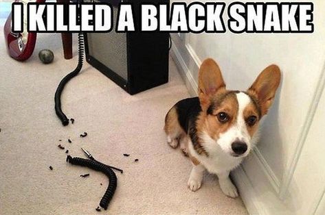 “WHERE IS THE SQUIRREL, I WILL SAVE US FROM HIM.” | 26 Helpful Dogs Just Doing Their Best Corgi Meme, Fuuny Memes, Animal Captions, Funny Animals With Captions, 9gag Funny, Corgi Funny, Funny Dog Memes, Funny Cats And Dogs, Memes Humor