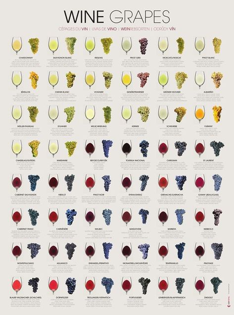 The most popular wine grape varieties and their major aromas (EN, FR, ES, DE, CZ) Wine Infographic, Grape Brandy, Bartender Drinks Recipes, White Wine Grapes, Wine Facts, Wine Grape, Grape Varieties, Wine Knowledge, Wine Grapes