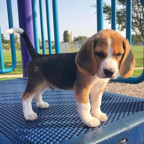 Beagle puppies for sale in Arizona Beagle Pictures, Beagle Breeds, Baby Beagle, Beagle Puppies, Cute Beagles, English Bulldog Puppies, Very Cute Dogs